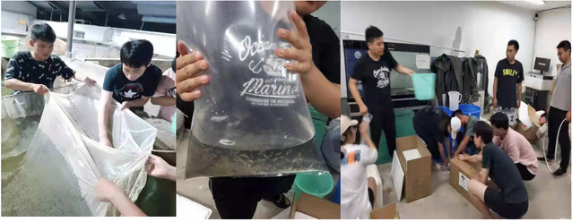 上海五星体育欧洲杯