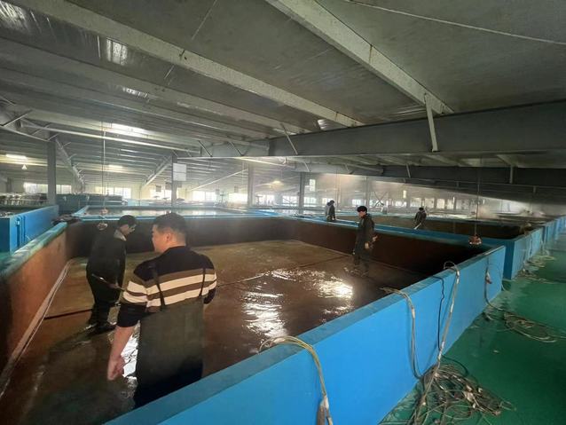 上海五星体育直播