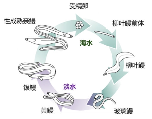 上海五星体育核心通道