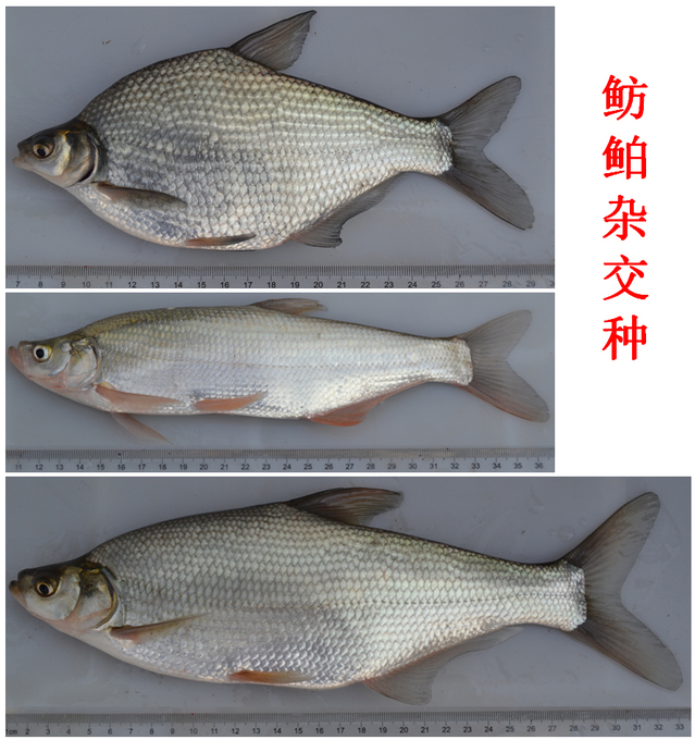 上海五星体育核心通道
